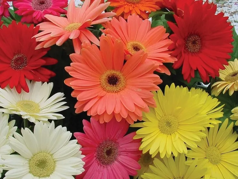 Chrysanthemum & Gerbera