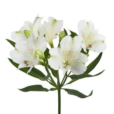 Bianca Alstroemeria image