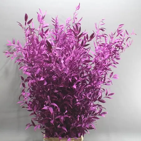 Dyed Ruscus image