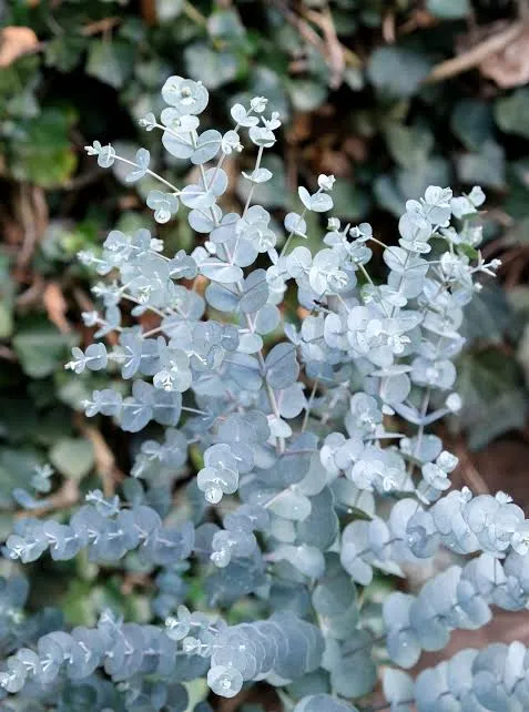 Eucalyptus Gunnii image