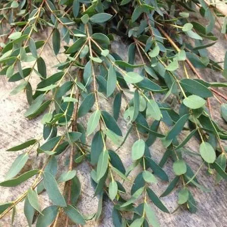 Eucalyptus Parvifolia image