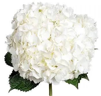 Jumbo White image