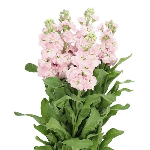 Matthiola Pink image