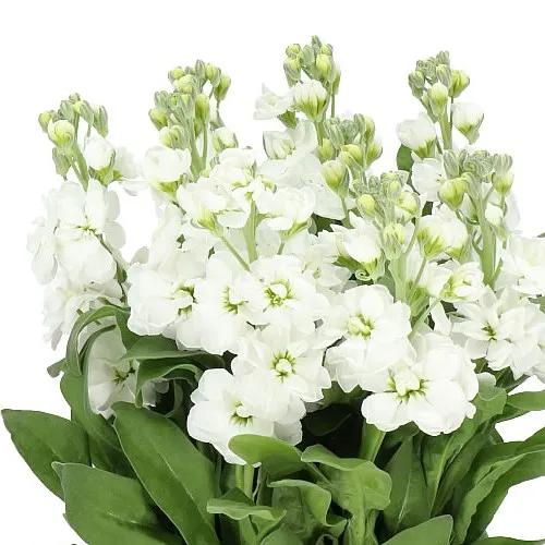 Matthiola White image