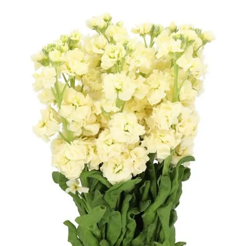 Matthiola Yellow image