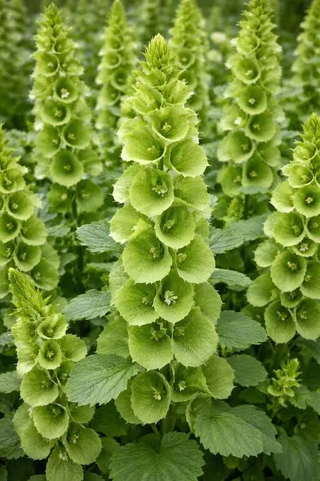 Moluccella image