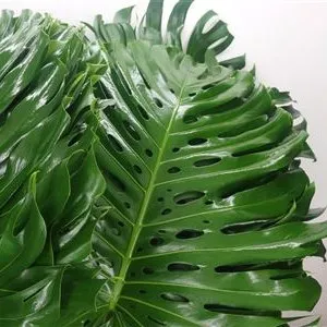 Monstera Leaf image