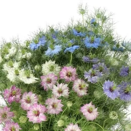 Nigella Mix image