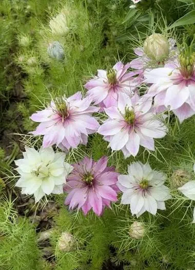 Nigella Pink image