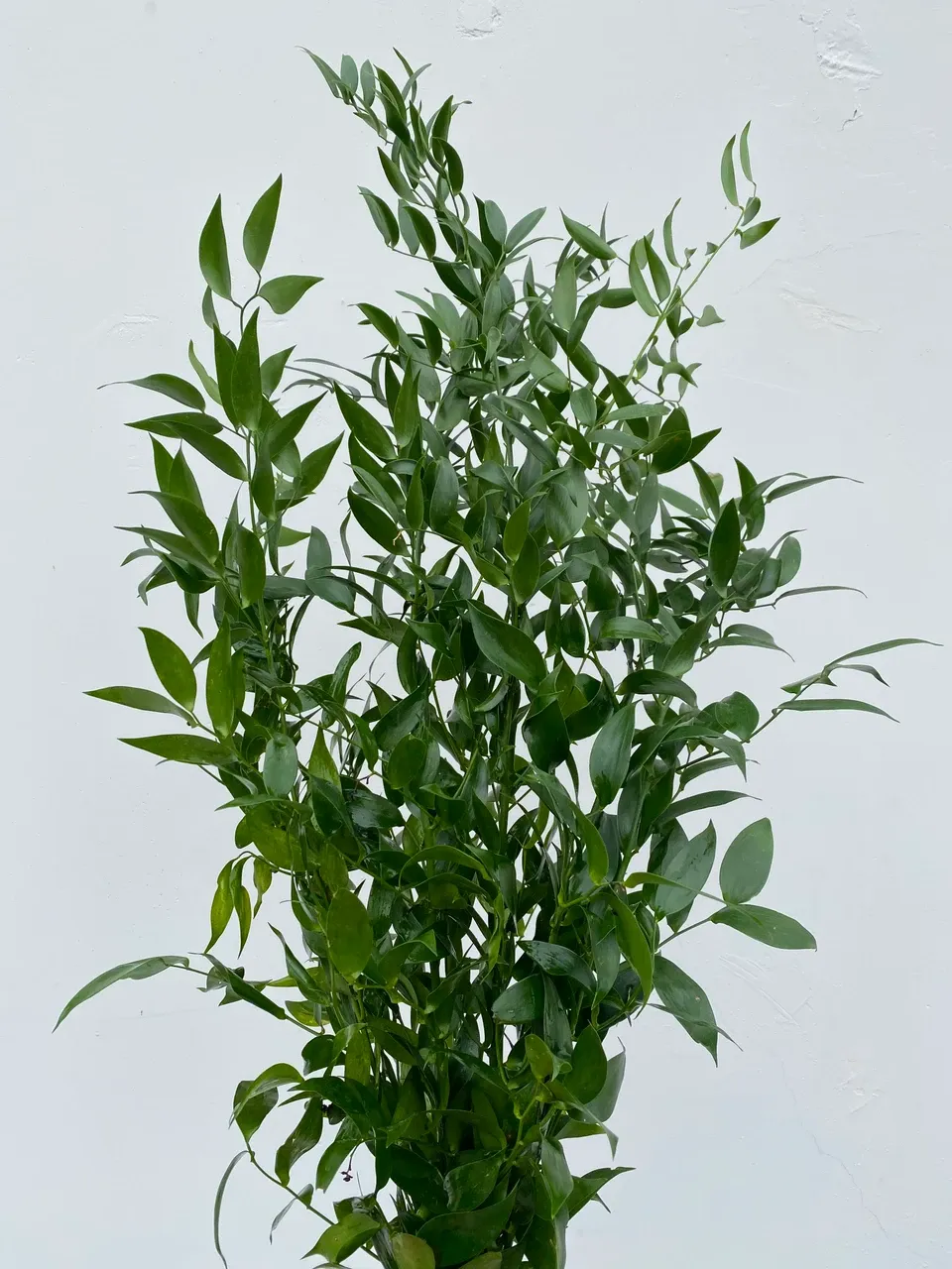Ruscus image