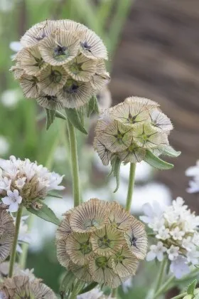 Scabiosa Stellata image