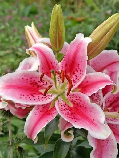 Stargazer image