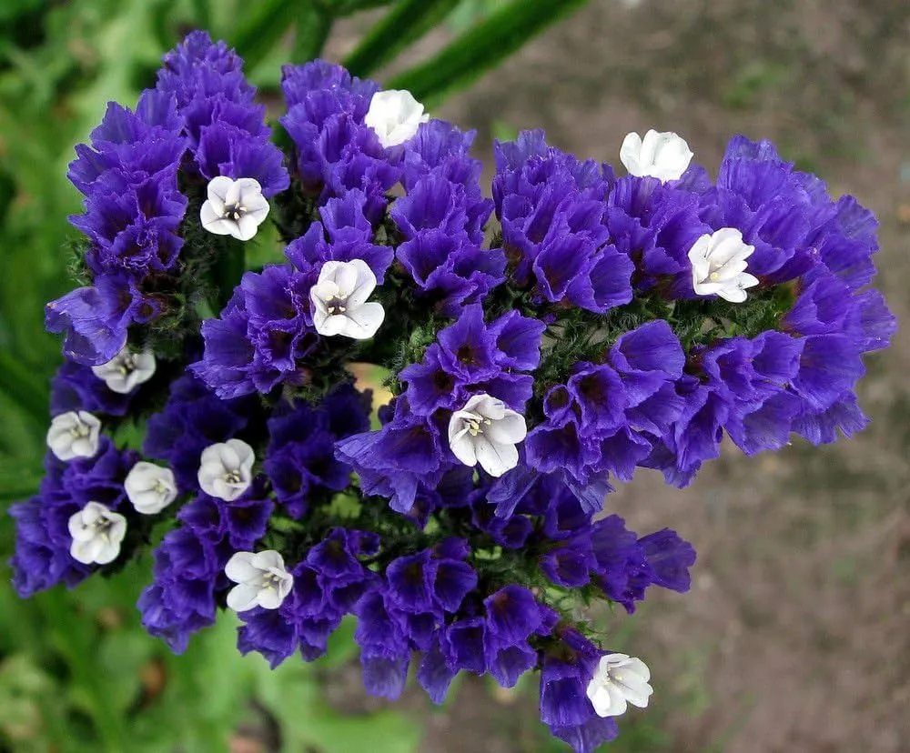 Statice Blue image