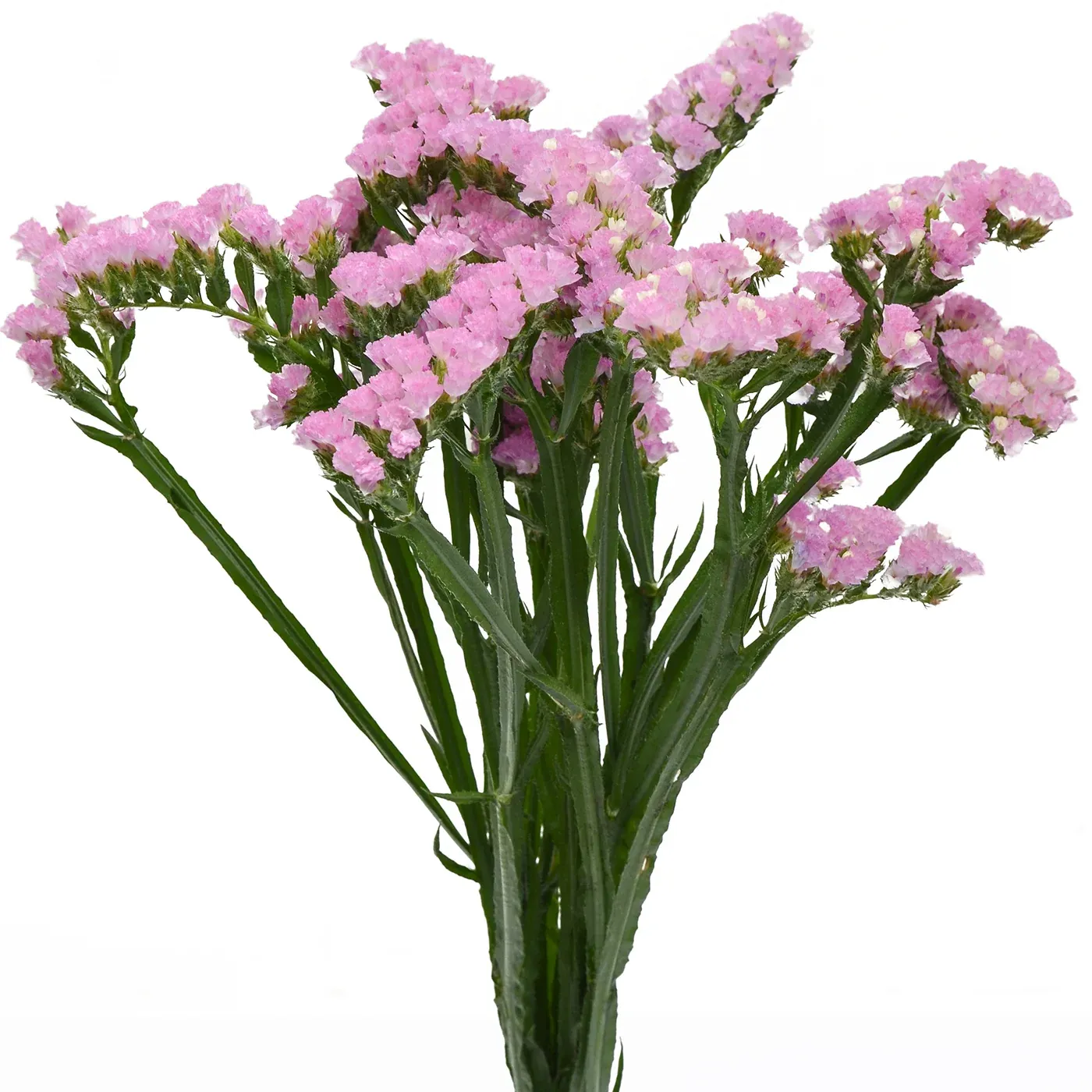 Statice Pink image