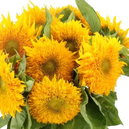 Sunflower image