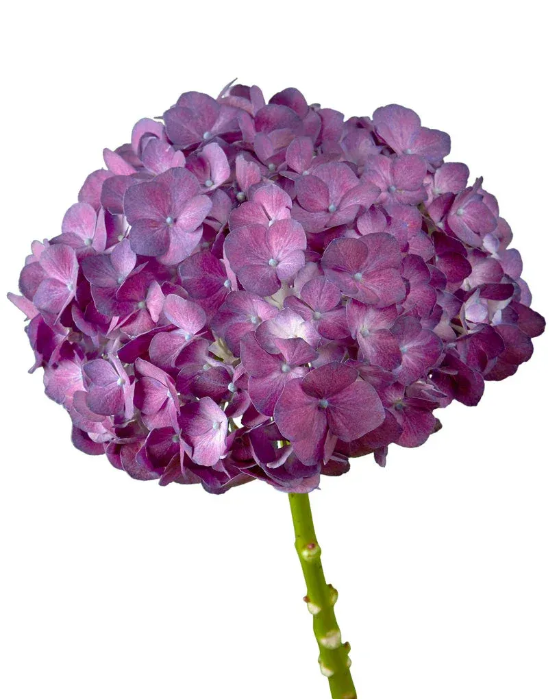 Super Select Purple image