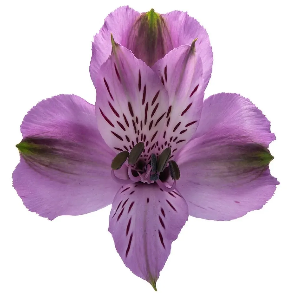 Alstroemeria Lilac Lavender