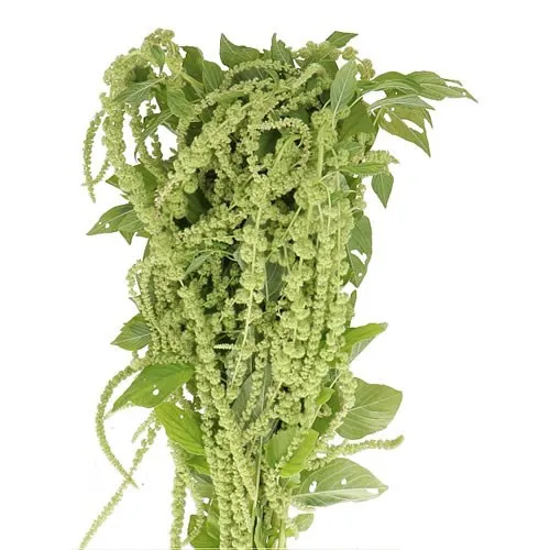 Amaranthus Green