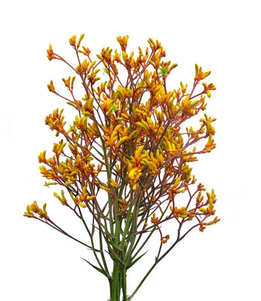 Anigozanthos Orange