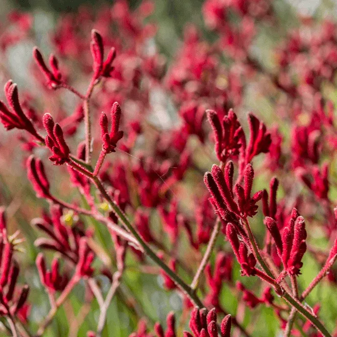 Anigozanthos Red