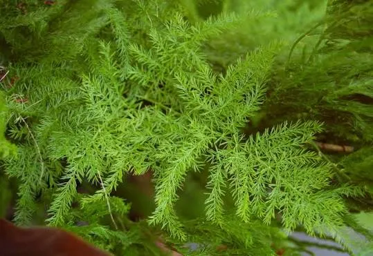 Asparagus (Fern)