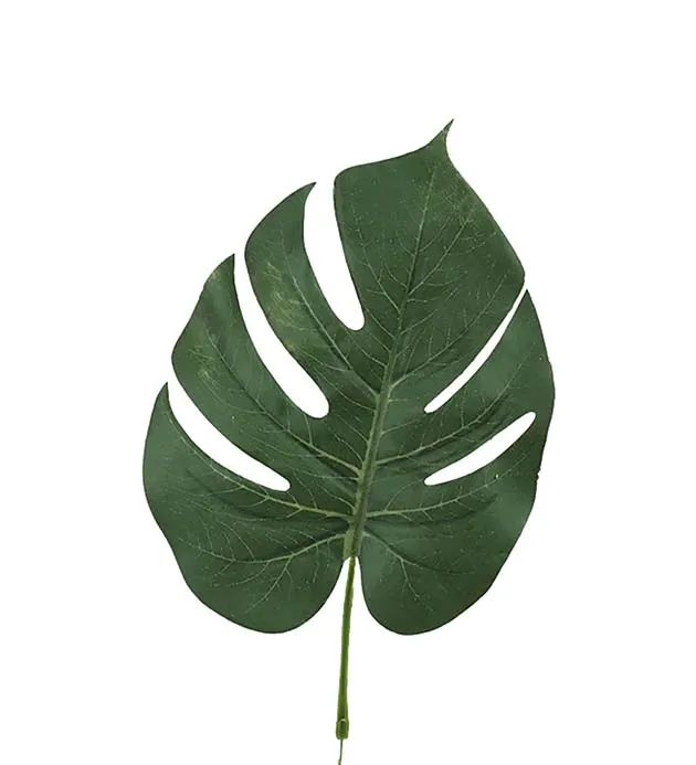 Blad Monstera