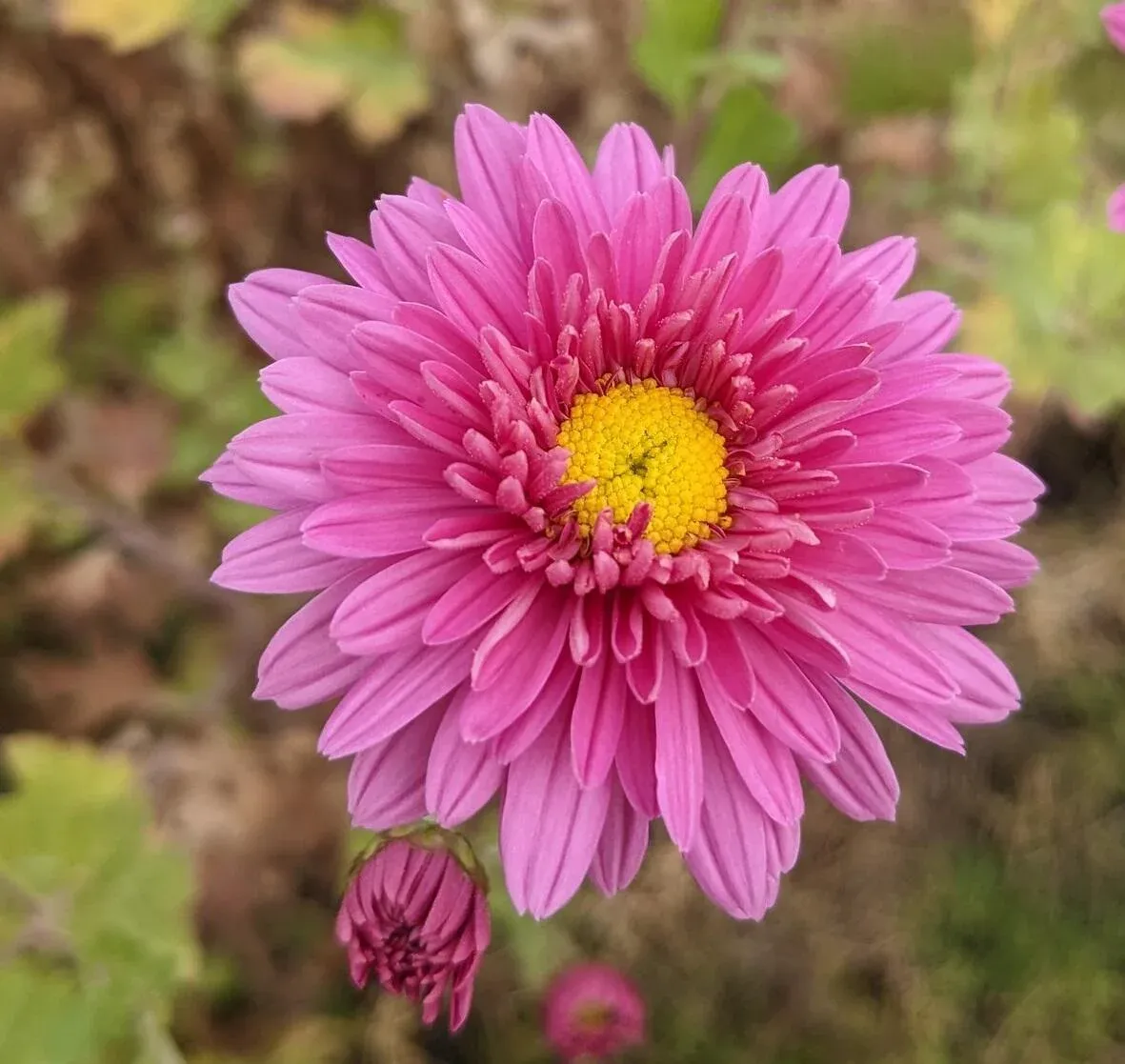 Bradford chrysanthemum