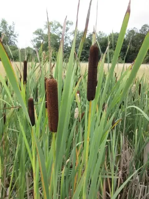 Bulrush