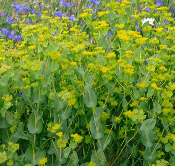 Bupleurum