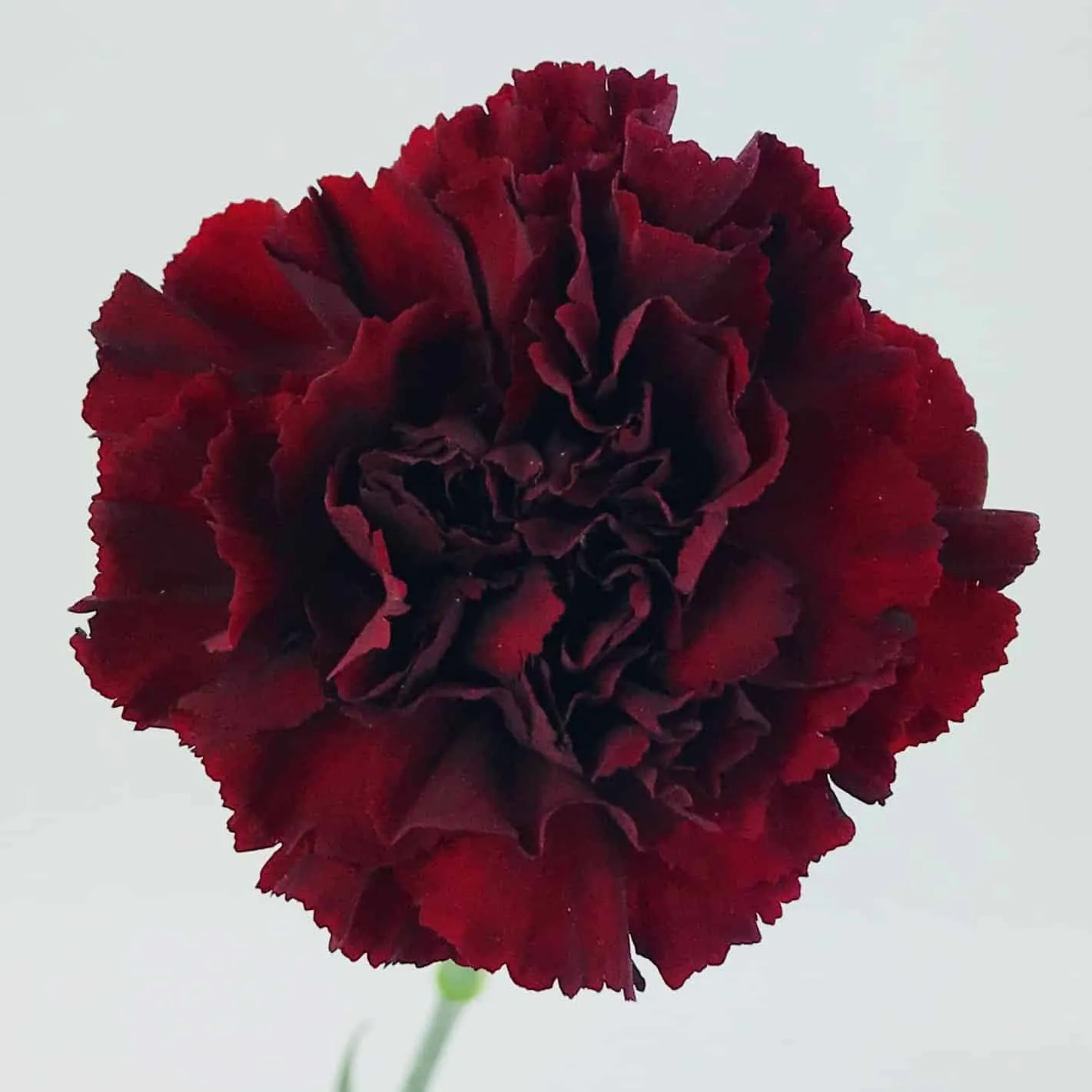 Burgundy Standard Carnation