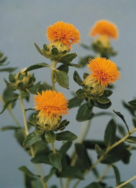 Carthamus