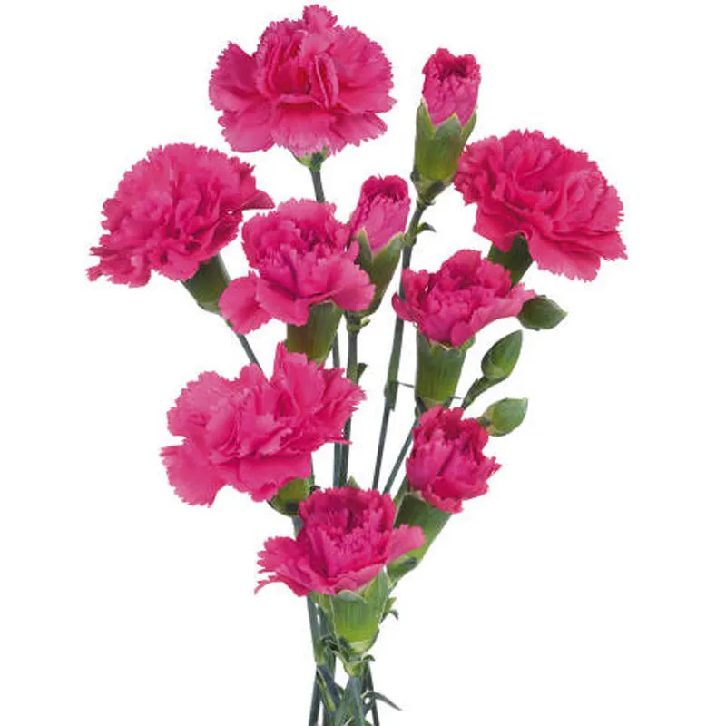 Cerise Standard Carnation