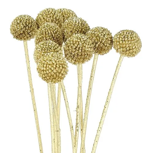 Craspedia Gold