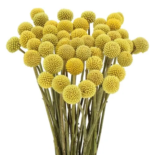 Craspedia Yellow