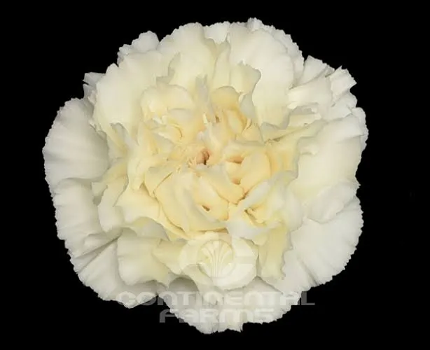 Cream Standard Carnation