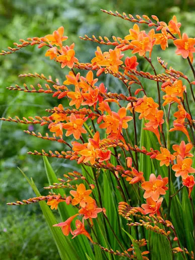Crocosmia Orange