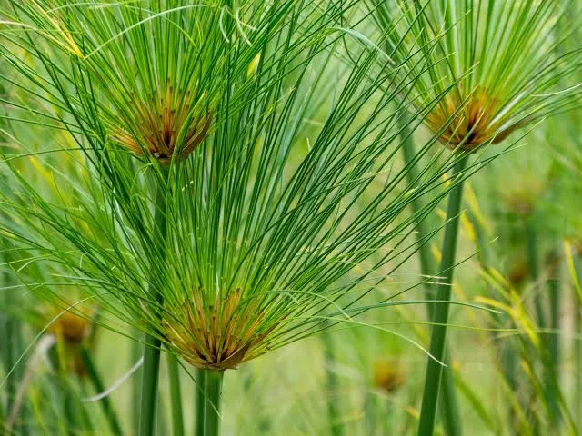 Cyperus Papyrus