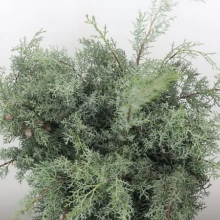 Cypress