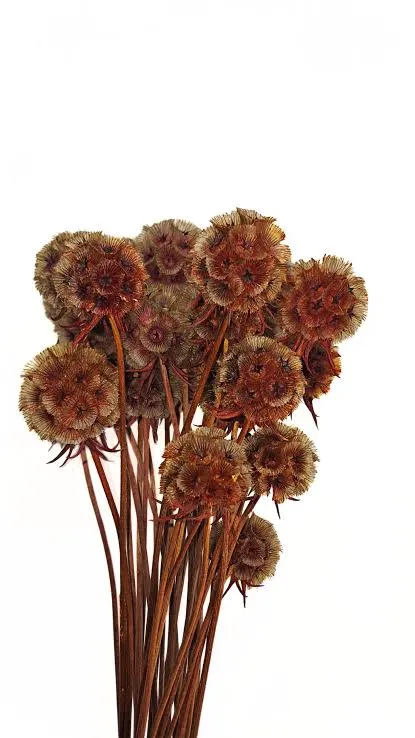 Dried Scabiosa