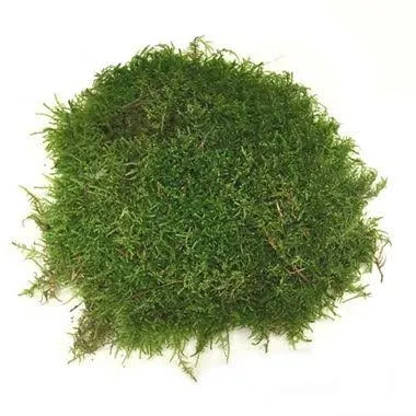 English Moss