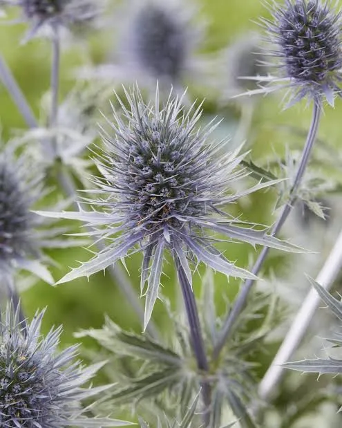 Eryngium Anita