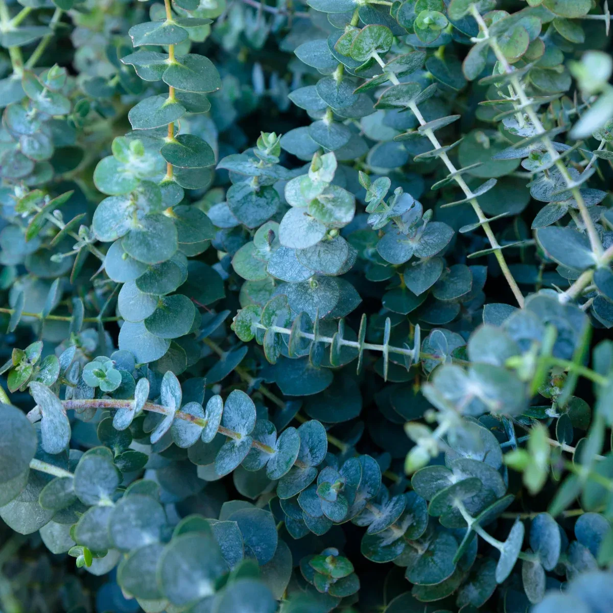 Eucalyptus cinerea