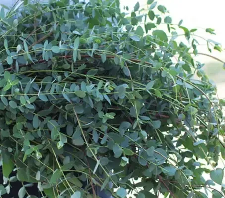 Eucalyptus Parvifolia