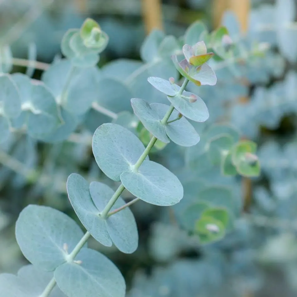 Eucalyptus Silver Dollar