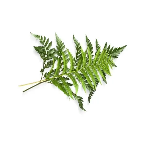 Fern