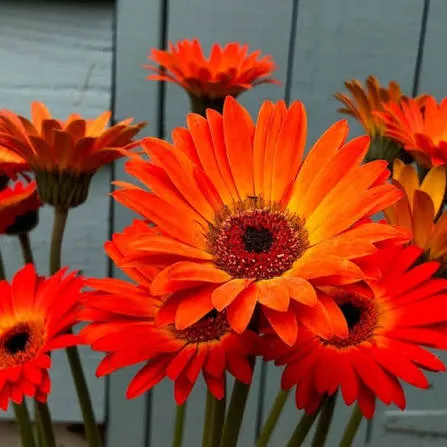 Gerbera
