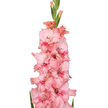 Gladiolus