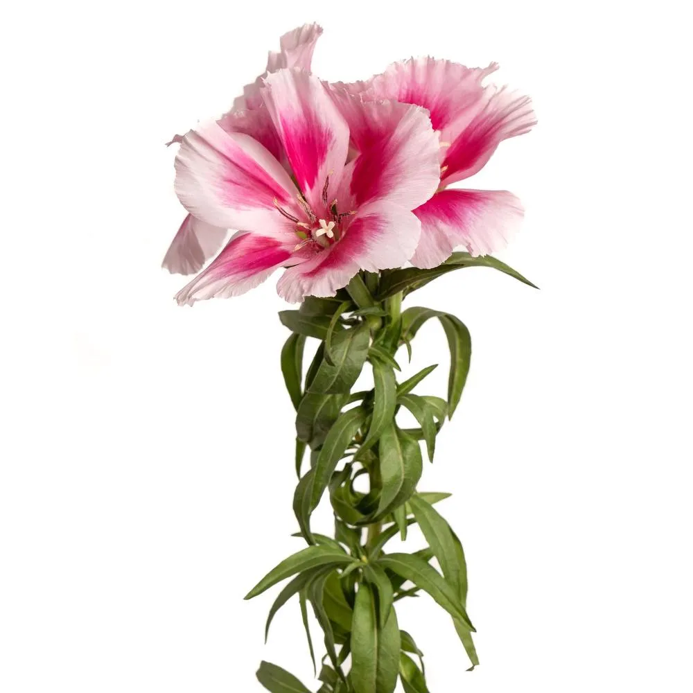 Godetia Pink