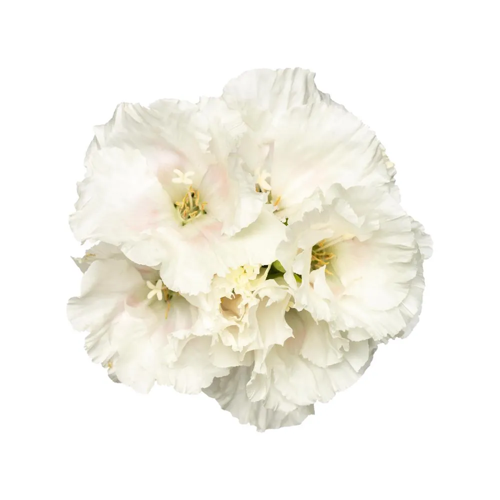Godetia White