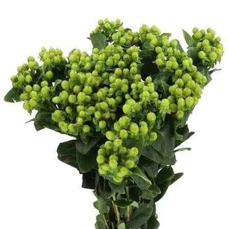 Green Power